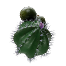 Sapphire Crown Froostyle Hookah Flavor -